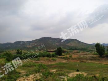 烟台莱州市3000亩其它林地经营权出租