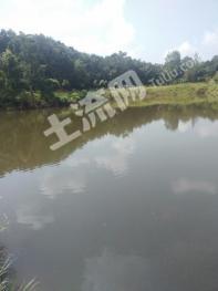 驻马店确山县 200亩 乔木林地 经营权转让