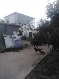 平顶山舞钢市 600亩 有林地 经营权出租