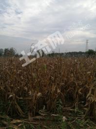 六安霍邱县 100亩 水浇地 经营权出租