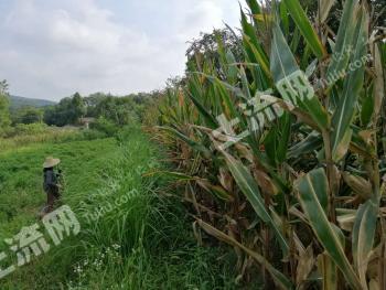 荆门东宝区 110亩 乔木林地 经营权转让