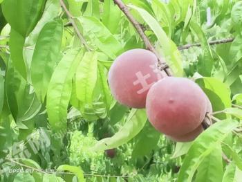 遂宁大英县 200亩 农场 经营权转让