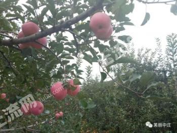 沂源县30亩果园经营权出租