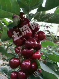 雅安汉源县 50亩 果园 经营权出租