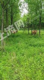 襄阳市宜城市 1000亩 有林地 经营权转包