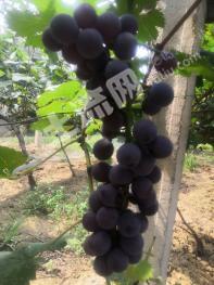 焦作马村区3亩果园经营权出租有水有电