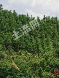 云浮罗定市 1200亩 有林地 经营权转让