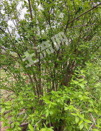 合肥庐江县 100亩 有林地 经营权出租