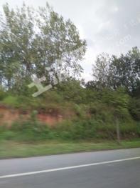 南阳桐柏县 460亩 有林地 经营权转让