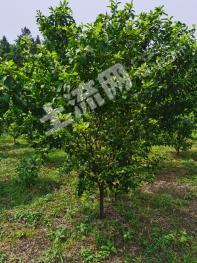 韶关  翁源县 80亩 水浇地 经营权转让