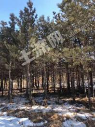 双鸭山集贤县 615亩 有林地 经营权转让