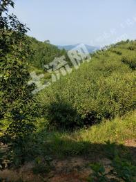 赣州龙南县51亩苹果李园经营权转让