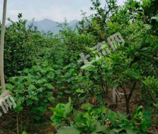 贵州遵义6亩园地经营权出租