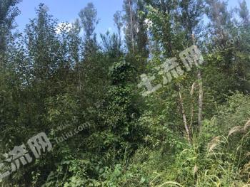 吉林梅河口1300亩林地-有林地经营权转让