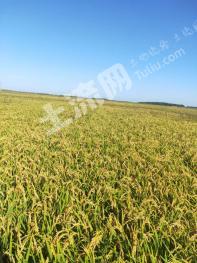 鸡西虎林市 245亩 水稻地 经营权转让