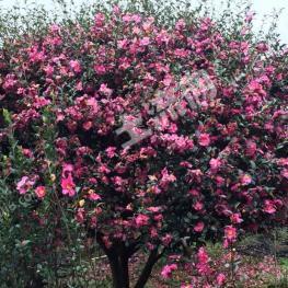 桂林兴安县 350亩 其它园地 经营权转让