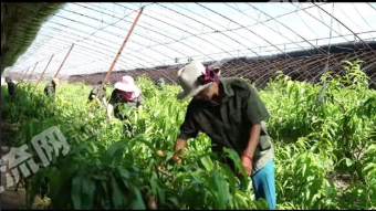 兴安盟突泉县 3600亩 水浇地 经营权出租