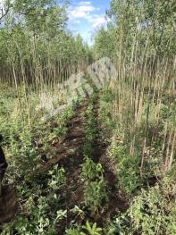 兴安盟扎赉特旗 1000亩 有林地 经营权转让