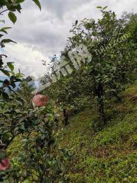 临沧双江拉祜族佤族布朗族傣族自治县50亩茶园经营权出租