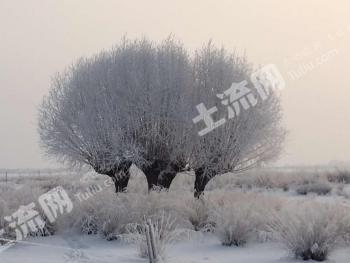 鄂尔多斯鄂托克前旗 4111.05亩 天然牧草地 经营权转让