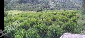 柳州柳南区 30亩 果园 经营权转让