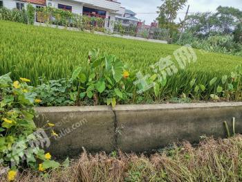 南通通州区 3亩 水浇地 经营权出租