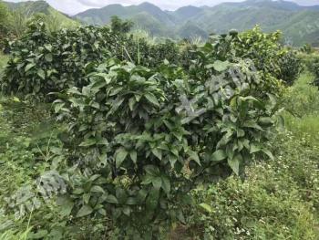 永州江永县60亩园地-果园经营权转让