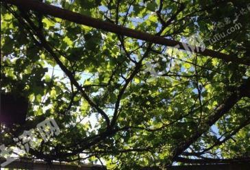 洛阳瀍河回族区 4亩 果园 经营权出租