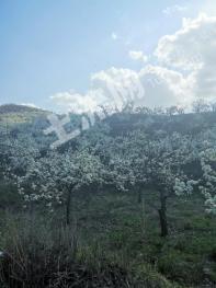 鞍山海城市88亩果园经营权出租