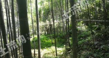 柳州融水苗族自治县 200亩 有林地 经营权出租