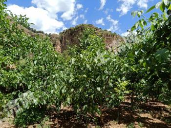 保定涞源县8亩果园经营权转让