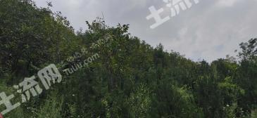 咸阳淳化县 50亩 有林地 经营权转让