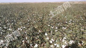 巴音郭楞焉耆回族自治县85亩水浇地经营权转让