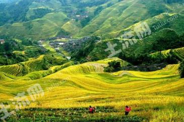 朝阳龙城区 85亩 其它林地 经营权转让