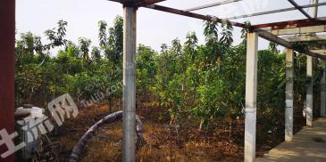 东营广饶县 150亩 果园长租（或短租均可）