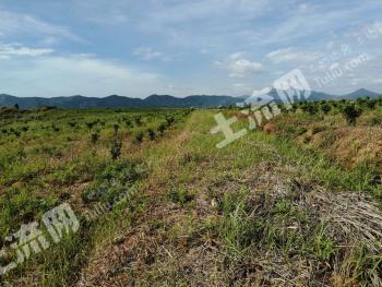 新余  分宜县 1000亩 旱地 经营权转让
