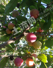 齐齐哈尔铁锋区 13.3亩 果园 经营权转让