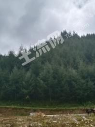 陇南西和县 5516亩 有林地 经营权转让