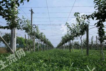 直辖行政单位潜江市 300亩 果园 经营权转让