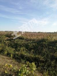 天津武清区 4亩 水浇地 经营权出租