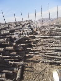 定西渭源县 300亩 有林地 经营权转包