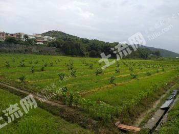 韶关  仁化县 30亩 优质耕地 经营权出租