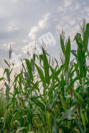 阜新阜新蒙古族自治县 6亩 旱地 经营权转让