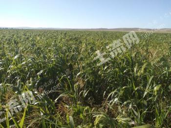 乌兰察布化德县 1000亩 水浇地经营权 出租