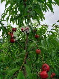 来宾合山市 66亩 果园 经营权转让