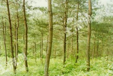 咸宁通山县 4450亩 灌木林地 经营权合作