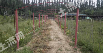 石嘴山大武口区 10亩 果园 经营权转让