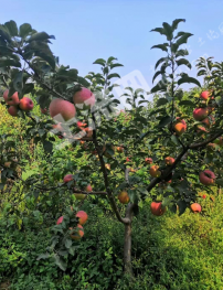 本溪溪湖区30亩果园经营权出租