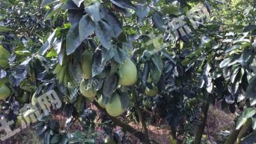 漳州平和县 1300亩 果园 经营权转让