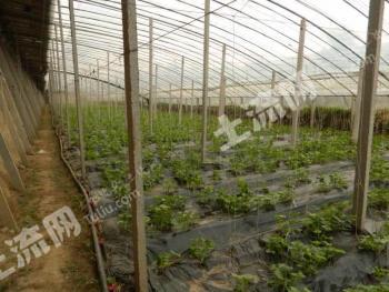 北京延庆区500亩设施农业用地，其中400亩温室大棚，每个棚长120米宽12米，棚内面积2亩，共85个棚经营权转让